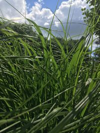 Close-up of fresh green grass in field against sky