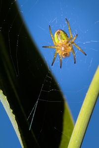 Close-up of spider on web