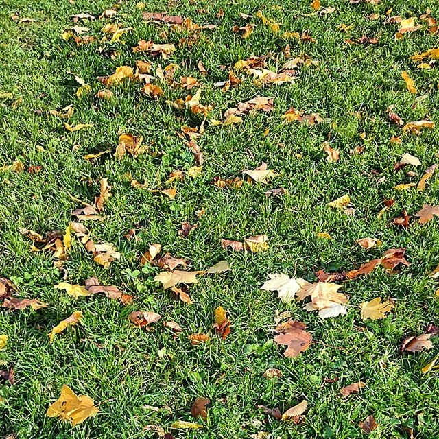 grass, field, grassy, autumn, high angle view, leaf, change, green color, nature, fallen, season, leaves, growth, dry, beauty in nature, day, tranquility, outdoors, no people, fragility