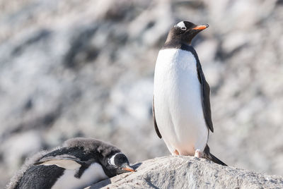 Close-up of penguin