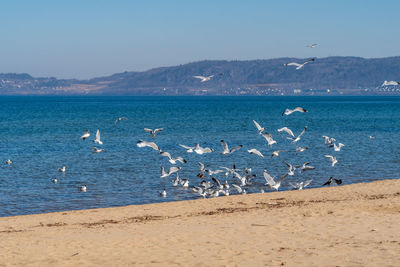 Flock of seagulls on beach