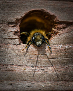 Close-up of insect