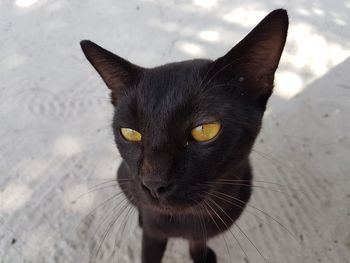 Close-up portrait of black cat