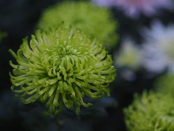 Close-up of flowering plant