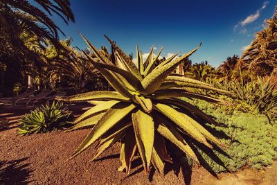 Palm trees growing on field against sky