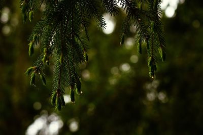 Close-up of wet pine tree