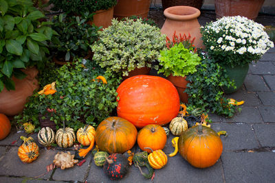 High angle view of pumpkins on potted plants