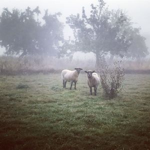 Horses grazing on field against sky