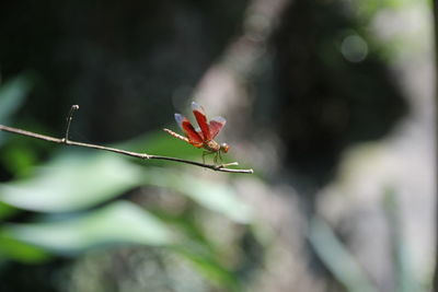 Close-up of insect on plant