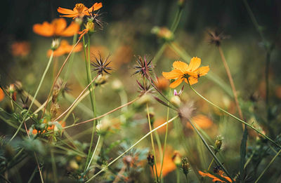 Close-up of yellow flowering plants on field