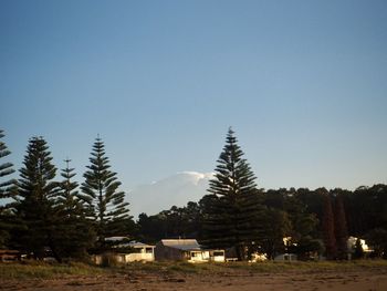 Trees in forest against sky
