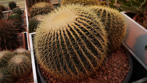 Close-up of cactus plant