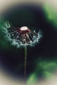 Close-up of dandelion on plant