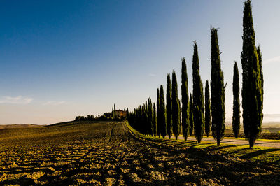 Panoramic shot of fields against blue sky