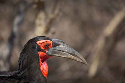 Close-up of southern ground-hornbill