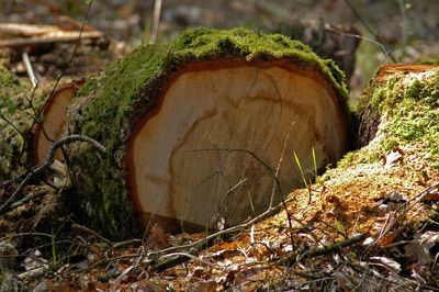 Close-up of moss growing on tree stump in forest