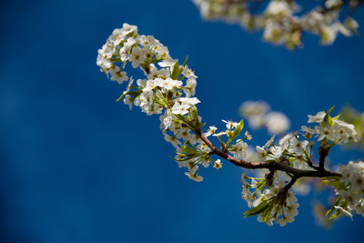 Close-up of cherry blossoms against blue sky
