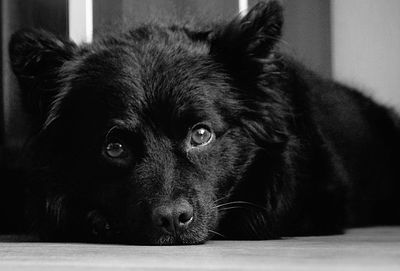 Close-up portrait of black dog relaxing at home