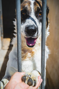 Portrait of dog holding camera