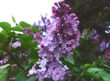 Close-up of purple flowers