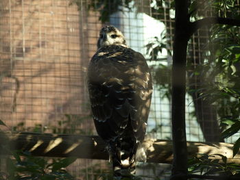 Bird perching in cage at zoo