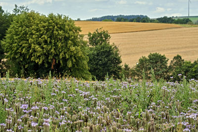 Scenic view of flowering plants on field against sky