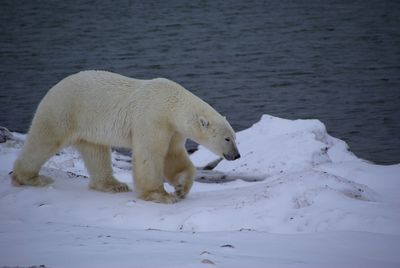 Polar bear walking on snowcapped field by sea