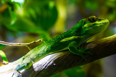 Close-up of lizard on tree