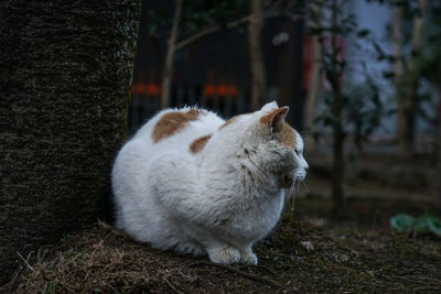 View of a cat on field