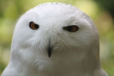 Cropped hand of a bird