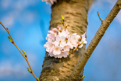 Low angle view of flowers on tree