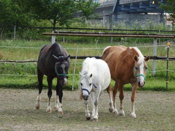 Horses standing on field