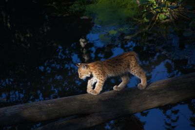 Cat on tree