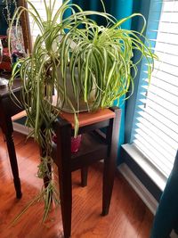 High angle view of potted plants on floor at home