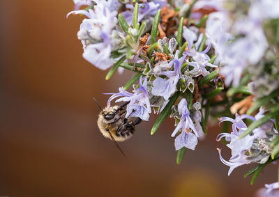 Close-up of bee pollinating on rosemary flowers