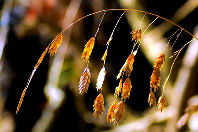 Close-up of plant
