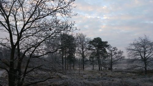 Low angle view of trees in forest against sky