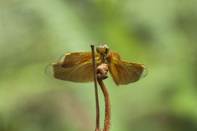 All about dragonflies and damselflies story