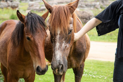 Horses in a field