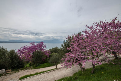 Pink cherry blossoms against sky