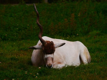 Close-up of sheep on grass