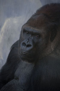 Close-up portrait of gorilla