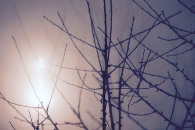 Low angle view of bare trees against sky at sunset