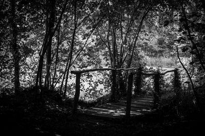 Trees in forest