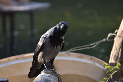 Close-up of bird perching on rope