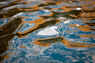 Full frame shot of turtle swimming in water