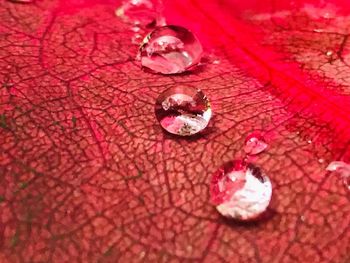 High angle view of water drops on pink petals