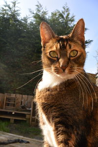 Portrait of cat against sky