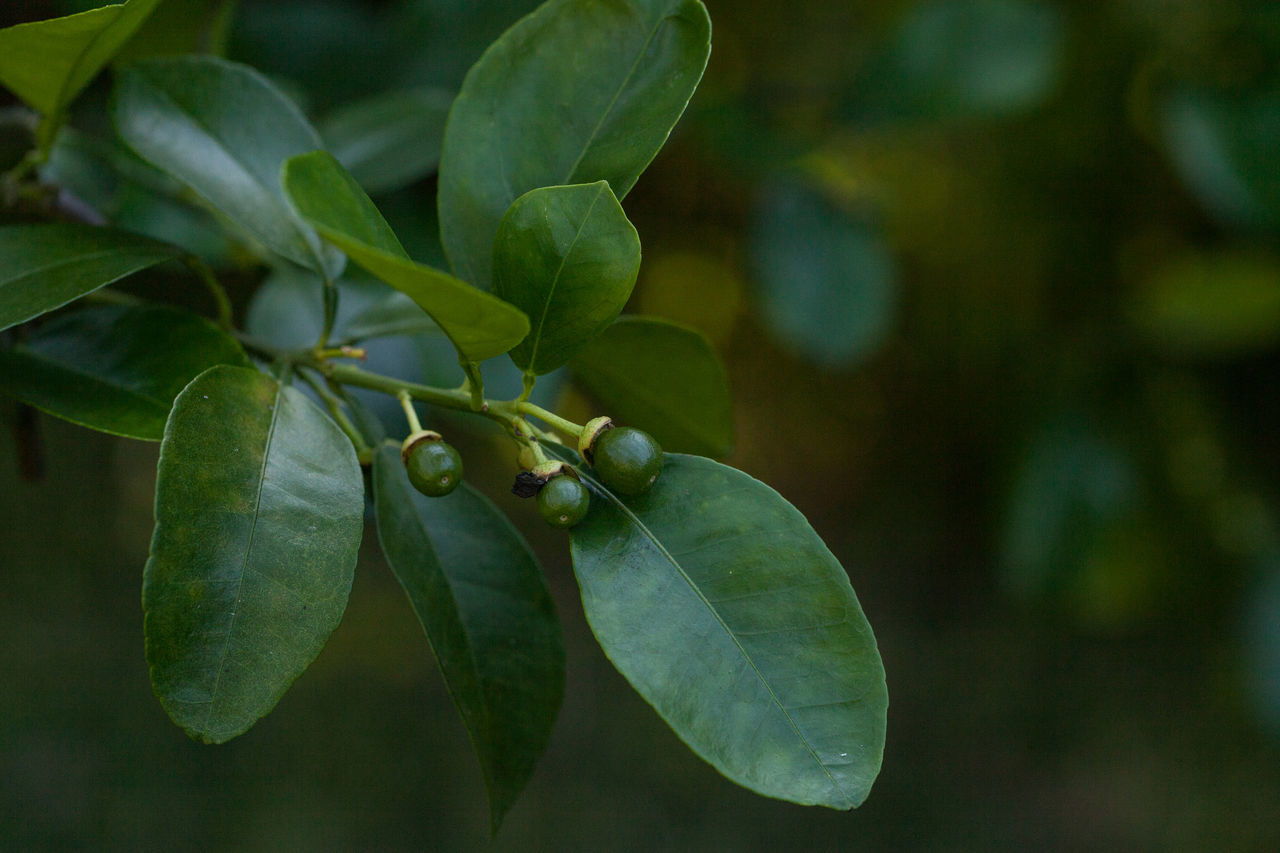 CLOSE-UP OF GREEN PLANT