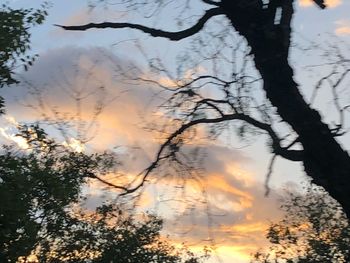 Low angle view of silhouette trees against sky during sunset